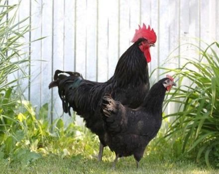 Description and rules for keeping chickens of the Xin Xin Dian breed