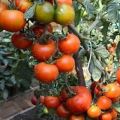 Description of the tomato variety Japanese dwarf and yield