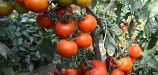 Description of the tomato variety Japanese dwarf and yield