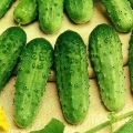 Description of the cucumber variety Zhuravlenok f1, its characteristics and yield