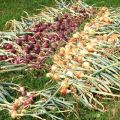 Comment et où est-il préférable de sécher les oignons après la récolte du jardin