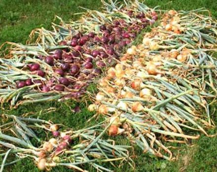 ¿Cómo y dónde es mejor secar las cebollas después de la cosecha del jardín?