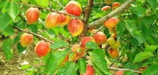 Description and characteristics of the apricot variety Akademik, planting, growing and care