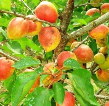 Descripción y características de la variedad de albaricoque Akademik, plantación, cultivo y cuidado.