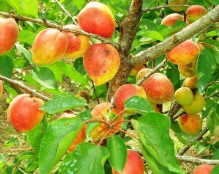 Description and characteristics of the apricot variety Akademik, planting, growing and care