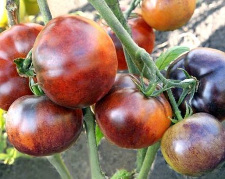 Penerangan mengenai pelbagai jenis tomato Ivan da Marya