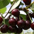 Description and characteristics of the Khutoryanka cherry variety, cultivation and care