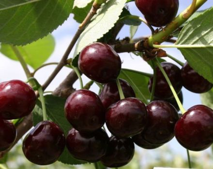 Paglalarawan at mga katangian ng iba't ibang Khutoryanka cherry, paglilinang at pangangalaga