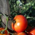 Description of the tomato variety Northern Express f1, its cultivation and care