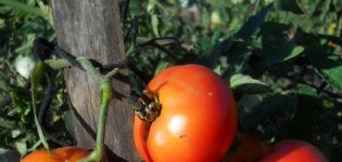 Description de la variété de tomate Northern Express F1, sa culture et ses soins