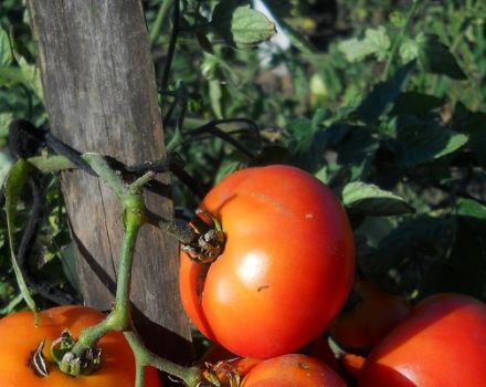 Description de la variété de tomate Northern Express F1, sa culture et ses soins