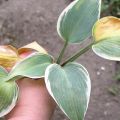 Signs of hosta disease and pest infestation, treatment and prevention