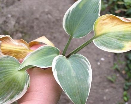 Signs of hosta disease and pest infestation, treatment and prevention