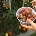 Description and yield of the cherry Negro tomato variety