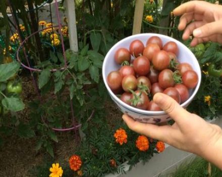 Description and yield of the cherry Negro tomato variety