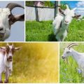 Causes of false pregnancy in a goat and how to determine the condition, consequences