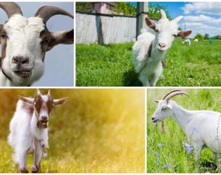 Causes of false pregnancy in a goat and how to determine the condition, consequences