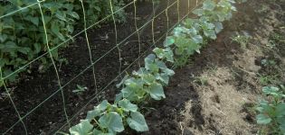 Cultivo de pepinos en camas verticales de bricolaje