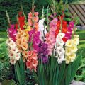 Descriptions and characteristics of varieties of gladioli, names of the best varieties