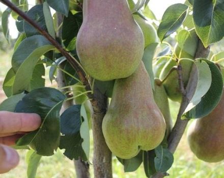 Characteristics and description of the pear variety Bryanskaya Krasavitsa, planting and care