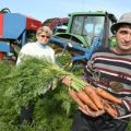 When to remove carrots from the garden for storage