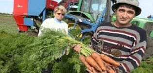 When to remove carrots from the garden for storage