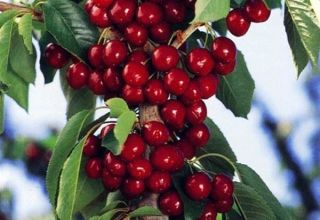 Descripción de las variedades de cerezas columnares, características de su plantación y cuidado, cómo podar.