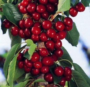 Descripción de las variedades de cerezas columnares, características de su plantación y cuidado, cómo podar.