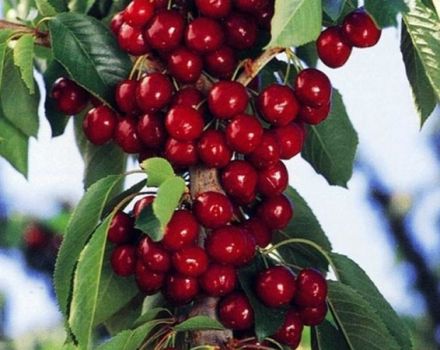 Descripción de las variedades de cerezas columnares, características de su plantación y cuidado, cómo podar.