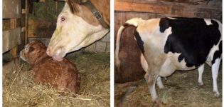 How to know when a cow will calve, the signs and how many hours the contractions last