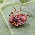 Instructions pour l'utilisation du médicament du doryphore de la pomme de terre Regent