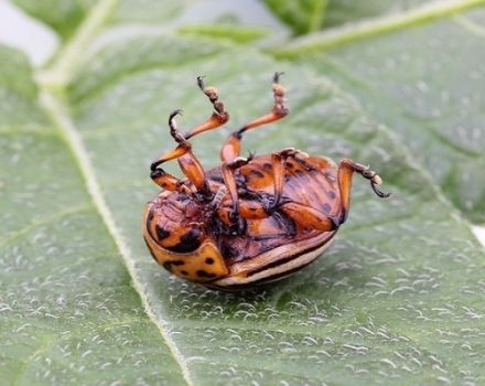 Instructions for use of the drug from the Colorado potato beetle Regent