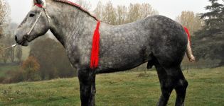 Histoire d'origine et description de la race de cheval percheron, contenu et coût