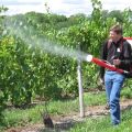 Cómo y cómo rociar uvas en julio para el tratamiento contra enfermedades y plagas.