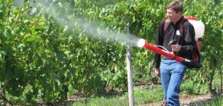 Cómo y cómo rociar uvas en julio para el tratamiento contra enfermedades y plagas.