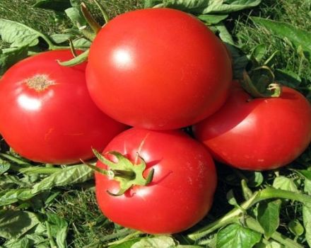 Description de la variété de tomate Atlantis, caractéristiques de culture et rendement