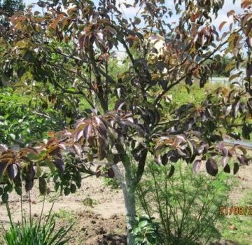 Pourquoi un semis de poire pousse mal et prend racine, que faire