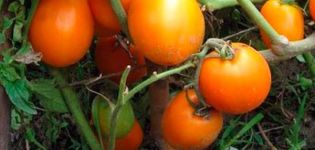 Description de la variété de tomate Fairy Gift et ses caractéristiques