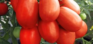 Description of the tomato variety Tsarevna Swan, its characteristics and productivity