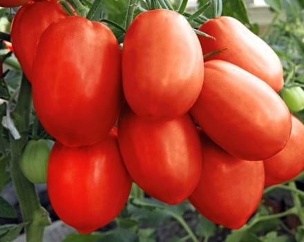 Descripción de la variedad de tomate Tsarevna Swan, sus características y productividad.