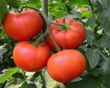 Ciri dan keterangan mengenai varieti tomato Palenque