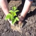 Plantar, cultivar y cuidar frambuesas en verano según los consejos de jardineros experimentados.