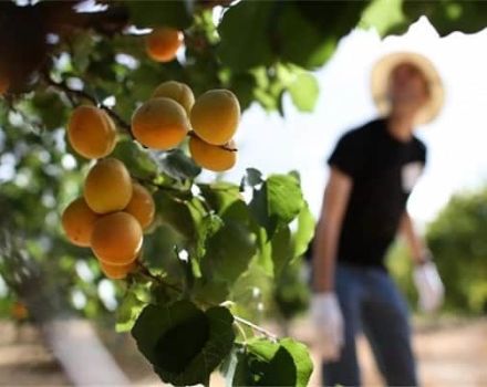 Growing, planting and caring for apricots in the Moscow region in the open field and pruning