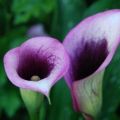 Growing and caring for calla lilies at home, combating diseases