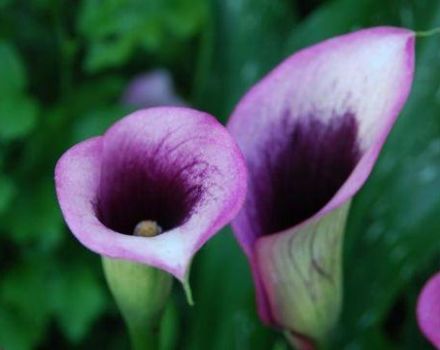 Growing and caring for calla lilies at home, combating diseases