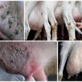 Reasons for the presence of hard lumps in the udder of a goat, treatment and prevention