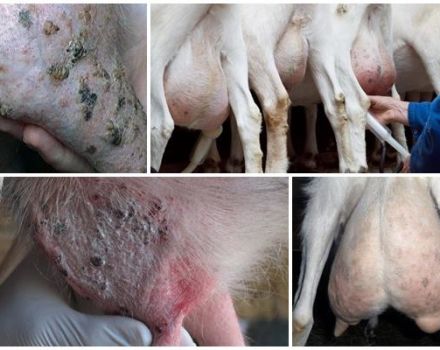 Reasons for the presence of hard lumps in the udder of a goat, treatment and prevention