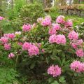 Description and characteristics of the Helsinki variety rhododendron university, planting and care