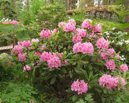 Description et caractéristiques des variétés de rhododendrons Université d'Helsinki, plantation et entretien