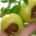 Treatment of top rot of tomatoes in the greenhouse and open field